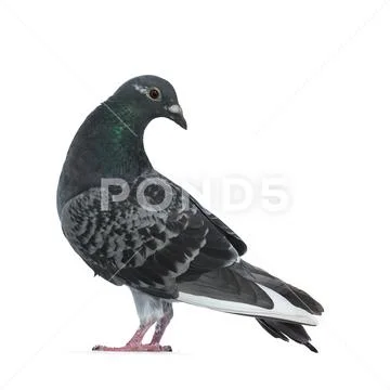 Young grey Racing Pigeon on white background Stock Photos
