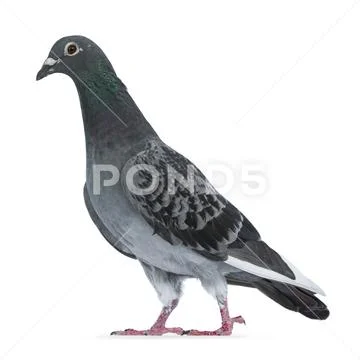 Young grey Racing Pigeon on white background Stock Photos
