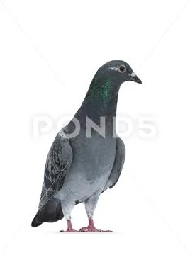 Young grey Racing Pigeon on white background Stock Photos