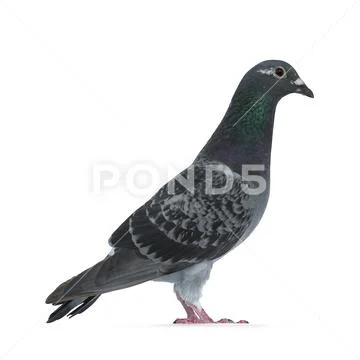 Young grey Racing Pigeon on white background Stock Photos