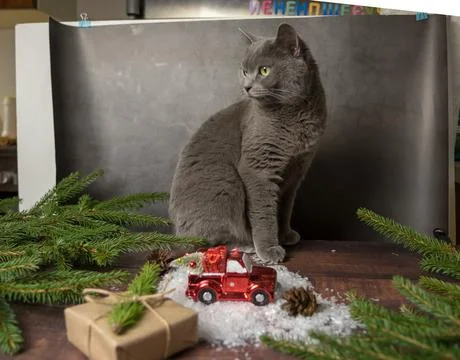 Young grey Scottish cat on a background prepared for photographing. Working m Foto stock