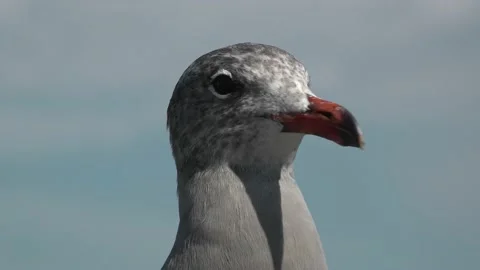 Young Grey Seagull In A Pier Looking for Food Stock Footage 208202892