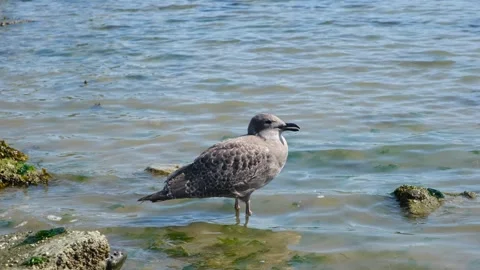 Young grey seagull standing in the ocean water. Wildlife footage Stock Footage 251488396