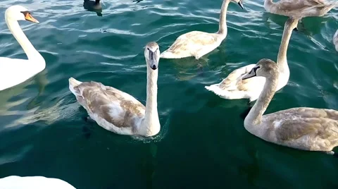 Young grey swans Video stock 47133937