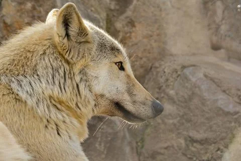 Young grey wolf close up, side view Stock Photos