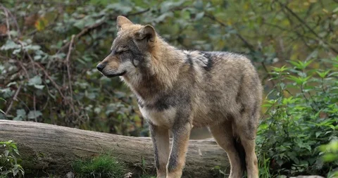 Young grey wolf in the forest Stock Footage 119326919