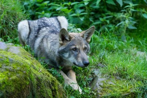 Young grey wolf in the forest Foto stock