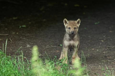 Young Grey wolf in the forest Foto stock