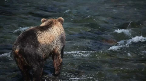 Young Grizzly Bear in river looking for fish -7 Video stock 1032557