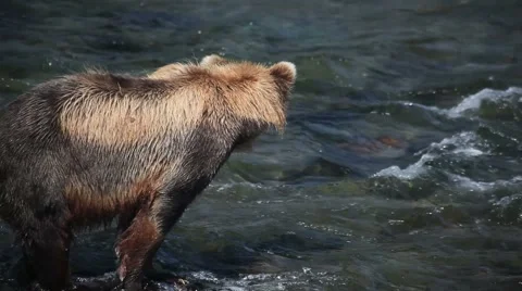 Young Grizzly Bear in river looking for fish; turns and walks -8 Stock Footage 1033798
