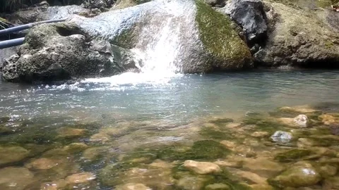 Young ground cherry plants Stock Footage 331786389