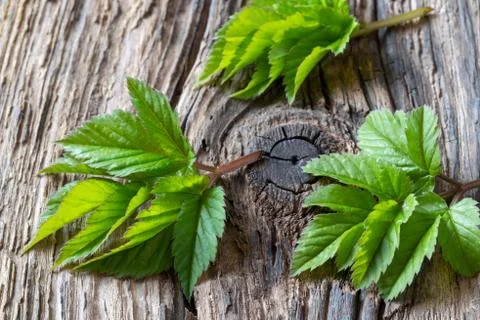 Young ground elder leaves on a table Stock Photos