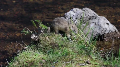 A young ground squirrel eats young shoots of green plants after hibernation Stock Footage 149187812