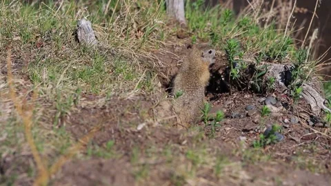 A young ground squirrel eats young shoots of green plants after hibernation Stock Footage 149187814