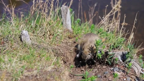 A young ground squirrel eats young shoots of green plants after hibernation Stock Footage 149187834