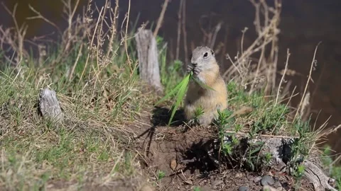 A young ground squirrel eats young shoots of green plants after hibernation Stock Footage 149187843