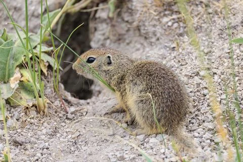 A young ground squirrel (Spermophilus citellus) sits in front of its burrow on a Stock Photos