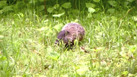 Young Groundhog in the garden Video stock 76814860