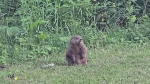 Young groundhog sitting alert in grass Stock Footage 340046784