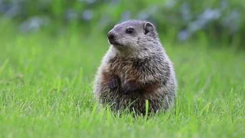 Young groundhog stands in green grass on spring morning moving mouth Stock Footage 101368510