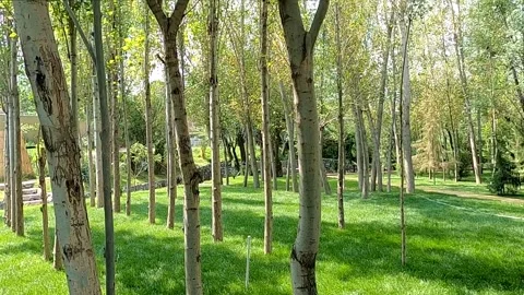 Young grove of slender trees on lush green lawn, Samarkand Stock Footage 336260088