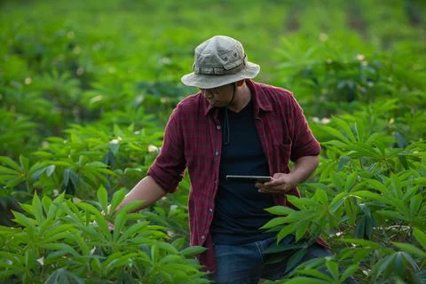 Young grower checking cassava leaf in the plantation Stock Photos