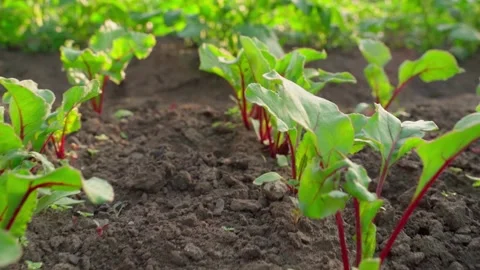 Young growing beets in the ground close-up. Green leaves of growing root crops Stock Footage 229779460