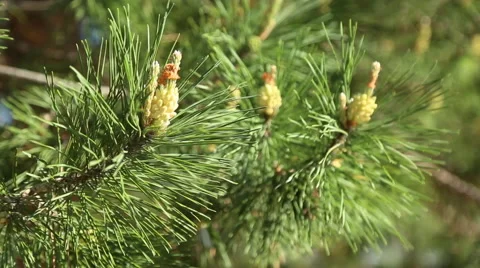 Young growing cone on the pine Stock Footage 63162588