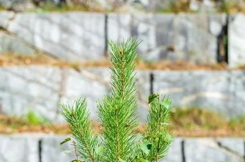 Young Growing Coniferous Tree on the Background of a Marble Quarry Stock Photos