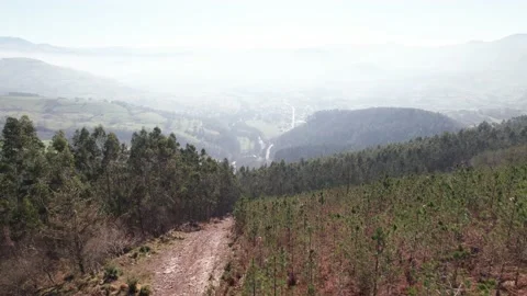 Young growing forest next to the enormously tall trees in the Spanish Stock Footage 170834878