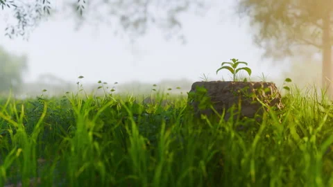 Young growing green leaf sprout on old dead cut tree stump Video stock 313676097