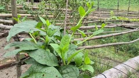 Young Growing Malabar Spinach Plant On Bamboo Trellis - Organic Vegetable Farm Stock Footage 341741575
