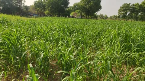 Young growing millet crop field, Baajra crop field, landscape view Stock Footage 346889161