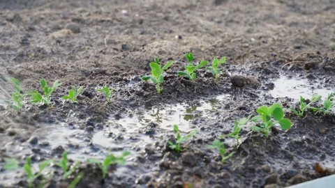 Young growing peas being watered from a watering can in the evening, close-up Stock Footage 308404898