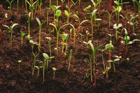Young growing plants close up with selective focus against brown soil 写真素材