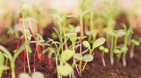Young growing plants close up with selective focus 写真素材