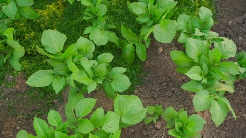 Young growing potatoes growing in a vegetable garden, the process of mulching Stock Footage 310558882