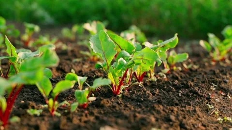 Young growing red beet grows in the soil on the garden bed at sunrise. Parallax Stock Footage 201945909
