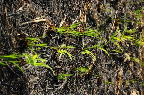 Young growing rice Stock Photos