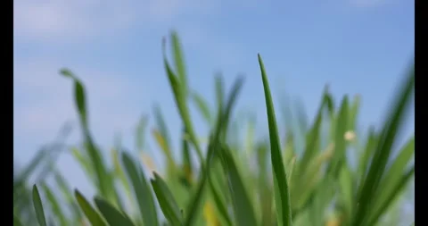 Young growing wheat crop field, wheat crop leaves close up view Stock Footage 341728809