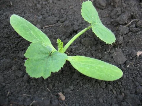 Young growth Stock Photos
