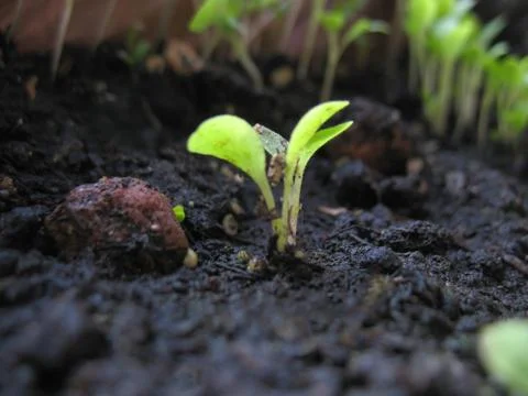 Young growth Stock Photos