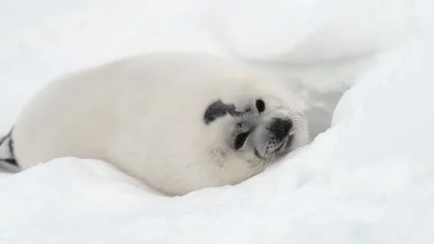 Young Grumpy looking Harp Seal Stock Footage 150905274