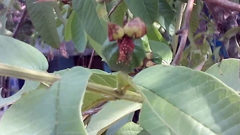Young guava fruit on the tree at the morning Stock Footage 120275853