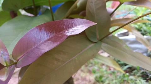 Young guava leaf movement Stock Footage 157631994