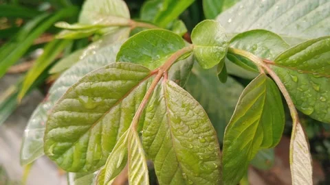 Young Guava Seedling Plant Splashed with Refreshing Water Drops Stock Footage 342395418