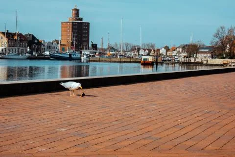 Young gull eats fish in the harbor of an old european city Stock Photos