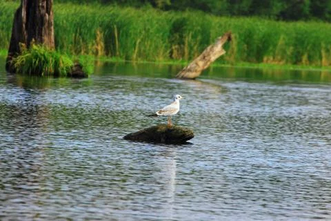 A young gull on a flooded timber Stock Photos