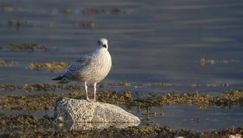 Young gull flying from rock Video stock 6530932