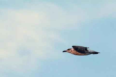 Young gull hovering over blue horizon Stock Photos